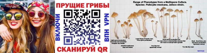 даркнет сайт  Георгиевск  Псилоцибиновые грибы мицелий 